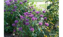 Goldmelisse, Indianernessel