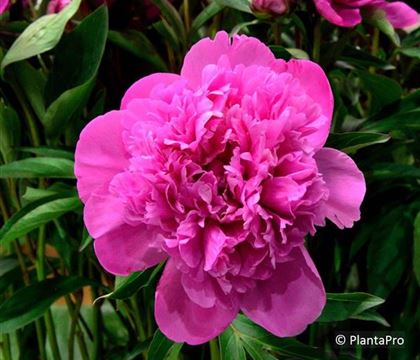 Paeonia (Lactiflora-Gruppe) 'Edulis Superba'
