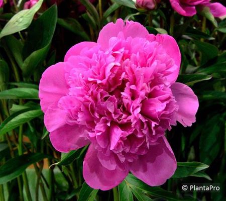 Paeonia (Lactiflora-Gruppe) 'Edulis Superba'