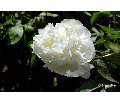 Paeonia 'Duchesse de Nemours'