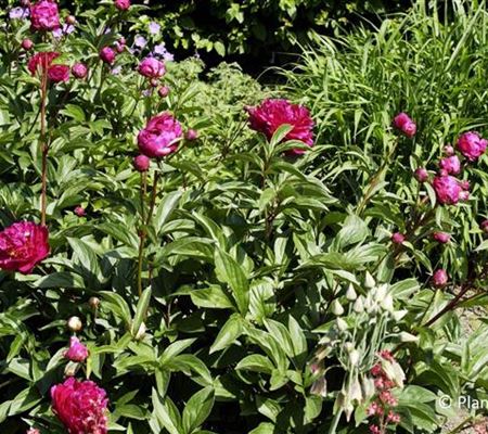 Paeonia (Lactiflora-Gruppe) 'Felix Crousse'