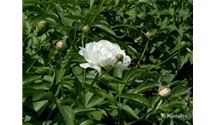 Garten-Pfingstrose 'Festiva Maxima'