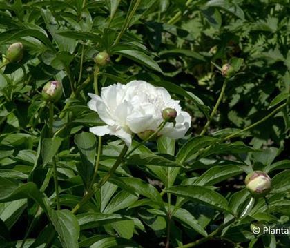 Paeonia (Lactiflora-Gruppe) 'Festiva Maxima'