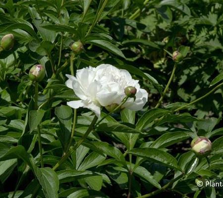 Paeonia (Lactiflora-Gruppe) 'Festiva Maxima'