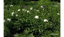 Garten-Pfingstrose 'Festiva Maxima'