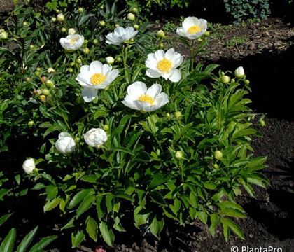 Paeonia 'Jan van Leeuwen'