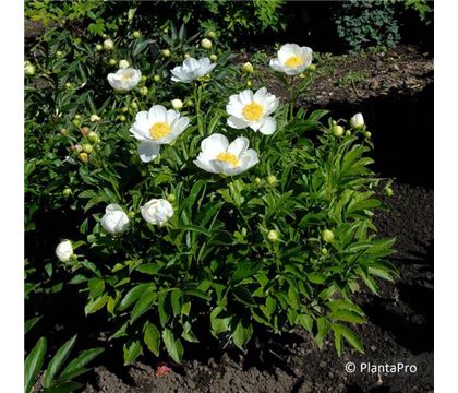 Paeonia 'Jan van Leeuwen'