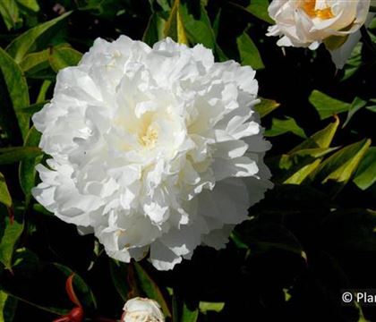 Paeonia (Lactiflora-Gruppe) 'Shirley Temple'