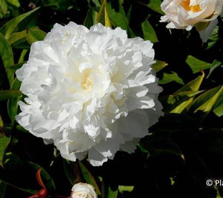 Paeonia (Lactiflora-Gruppe) 'Shirley Temple'