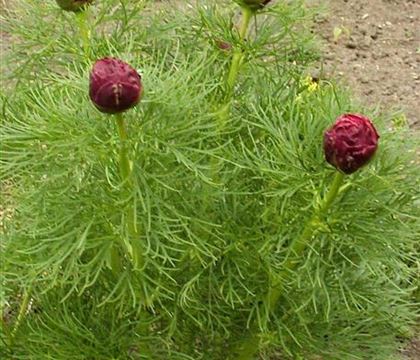 Paeonia tenuifolia