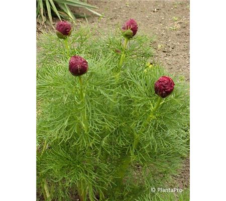 Paeonia tenuifolia Paeonia tenuifolia