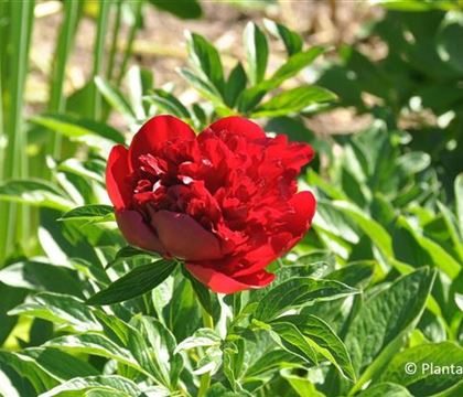 Paeonia 'Coral Charme'