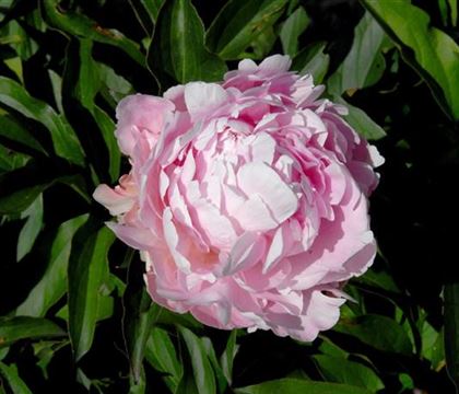 Paeonia 'Sarah Bernhardt'
