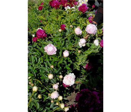 Paeonia 'Sarah Bernhardt'