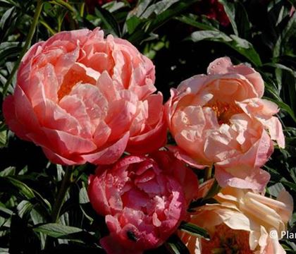 Paeonia (Lactiflora-Gruppe) 'Coral Sunset'