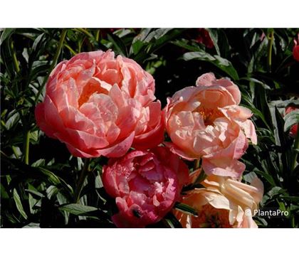 Paeonia (Lactiflora-Gruppe) 'Coral Sunset'