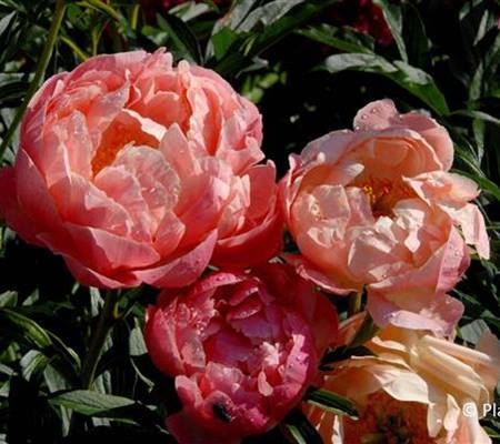 Paeonia (Lactiflora-Gruppe) 'Coral Sunset'