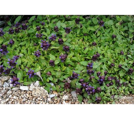 Prunella grandiflora