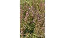 Garten-Gamander