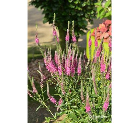 Veronica spicata 'Rotfuchs' Veronica spicata 'Rotfuchs'