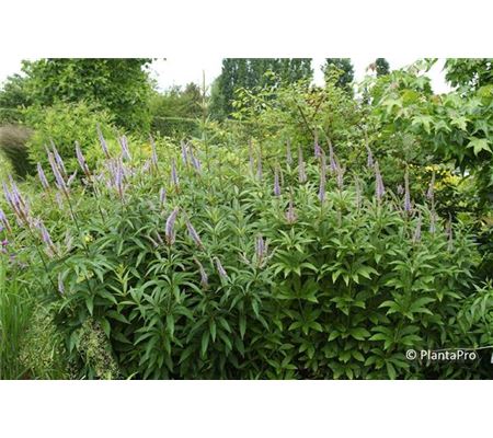 Veronicastrum virginicum 'Lavendelturm'