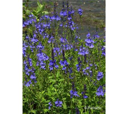 Veronica austriaca 'Königsblau'