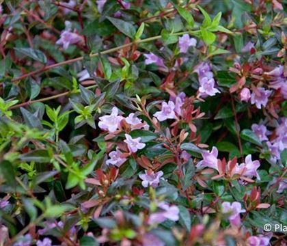 Abelia 'Edward Goucher' Abelia 'Edward Goucher'