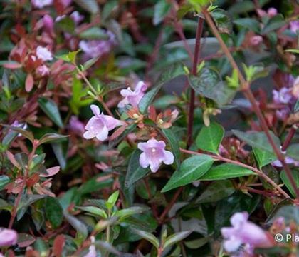 Abelia 'Edward Goucher'