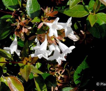 Abelia grandiflora (x) Abelia grandiflora (x)