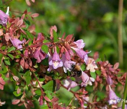 Abelia schumannii