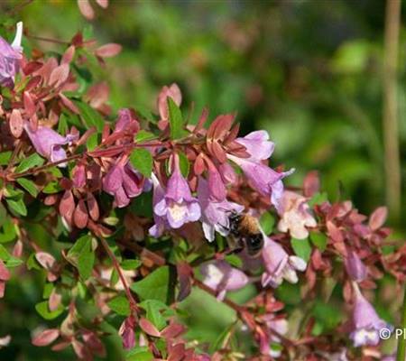 Abelia schumannii