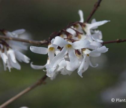 Abeliophyllum distichum Abeliophyllum distichum