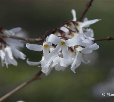 Abeliophyllum distichum