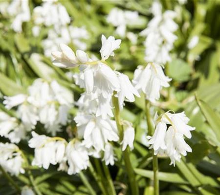 Hyacinthoides hispanica 'White City'