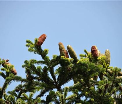 Abies nordmanniana