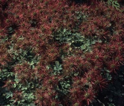 Acaena caesiiglauca 'Frikart'