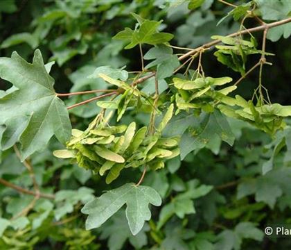 Acer campestre Acer campestre