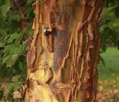 Acer griseum Acer griseum