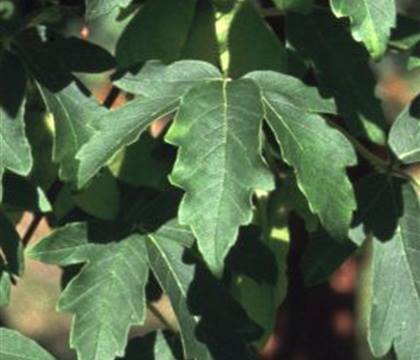 Acer griseum