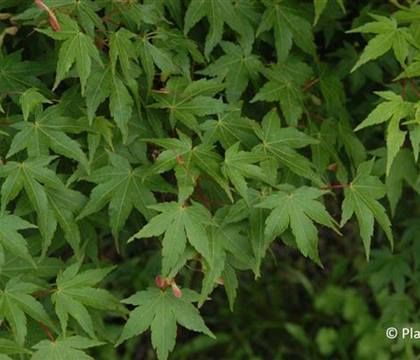 Acer palmatum