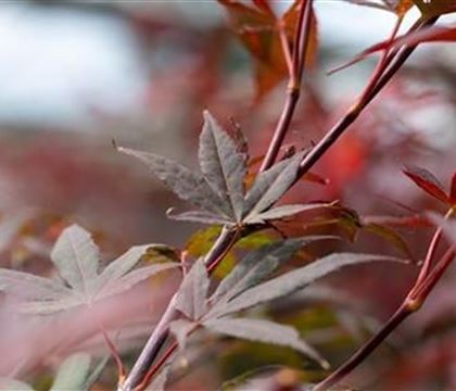 Acer palmatum 'Atropurpureum'