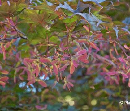Acer palmatum 'Bloodgood'