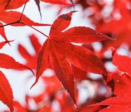 Acer palmatum 'Bloodgood'