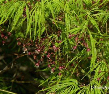 Acer palmatum 'Dissectum'