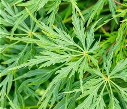 Acer palmatum 'Dissectum'