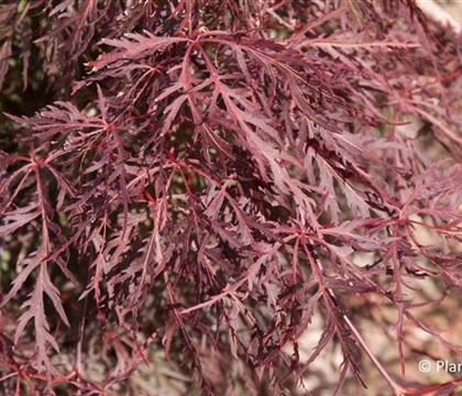 Acer palmatum 'Garnet'