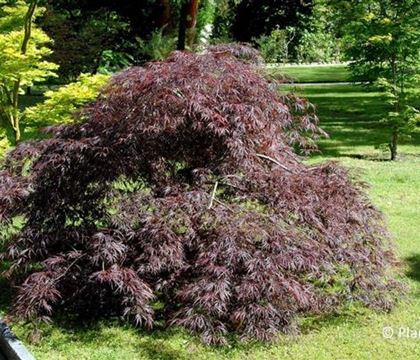 Acer palmatum 'Inaba-shidare'