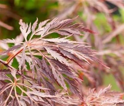 Acer palmatum 'Inaba-shidare'