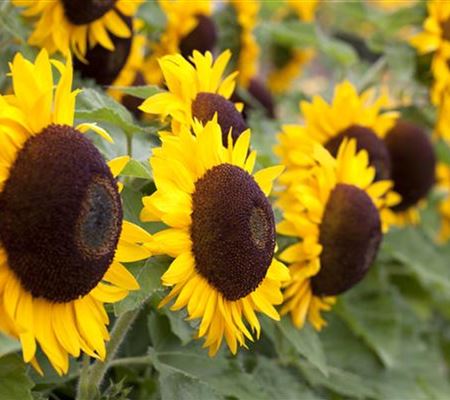 Der goldene Herbst wird bunt: die Top 8 der Herbstblumen Der goldene Herbst wird bunt: die Top 8 der Herbstblumen