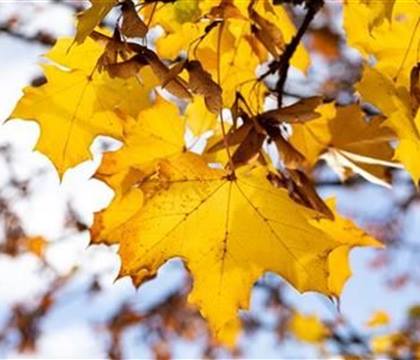 Acer platanoides